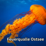 Feuerqualle Ostsee