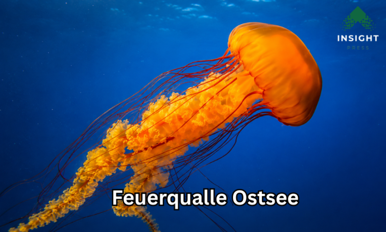 Feuerqualle Ostsee